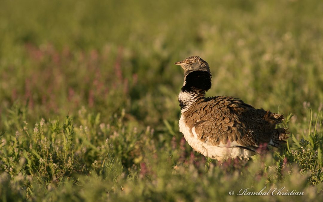 Balade pédestre d’observation ornithologique