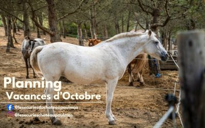 Les Stages pour les Vacances d’Octobre aux Ecuries du Château Paul Mas